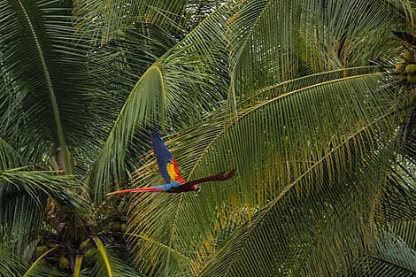 10 Jan 26 - Golfito