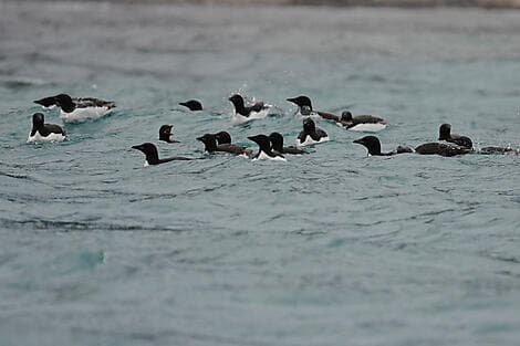 9 Jun 26 - Isbukta, Spitsbergen
