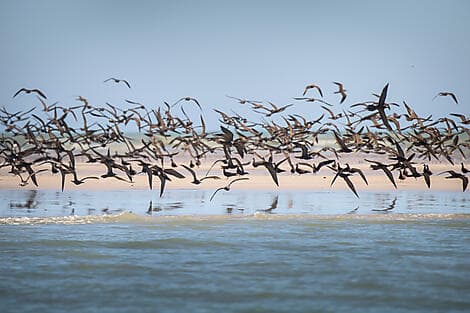 13 Jun 26 - Lacepede Islands