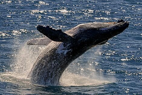 17 Jul 26 - Húsavík