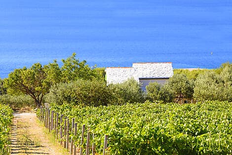 29 Jul 26 - Pucisca, Brac Island