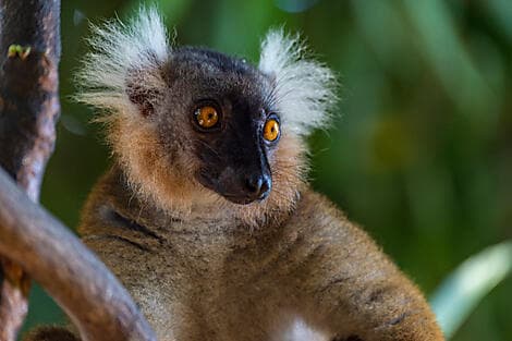 10 Mar 26 - Nosy Komba