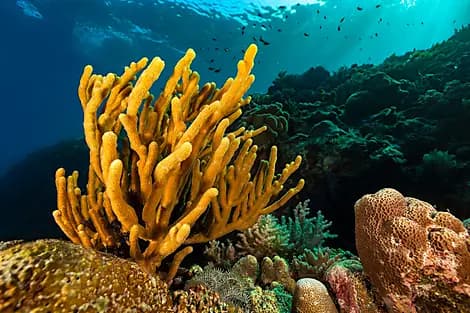 18 Dec 25 - Barat Daya Islands