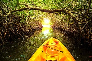 Mangrove by clear-bottom kayak