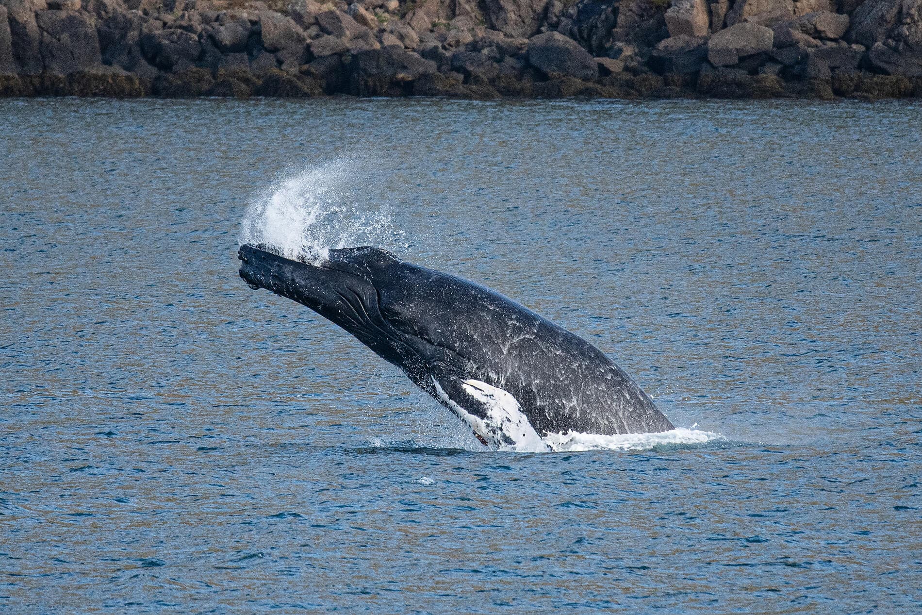 Icelandic nature and traditions ©Studio PONANT Joanna MARCHI