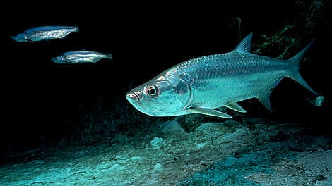 26 Nov 25 - Kere, Bissagos