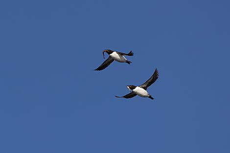 16 Jun 26 > 15 Jun 26 - Sailing in the Hinlopen Strait