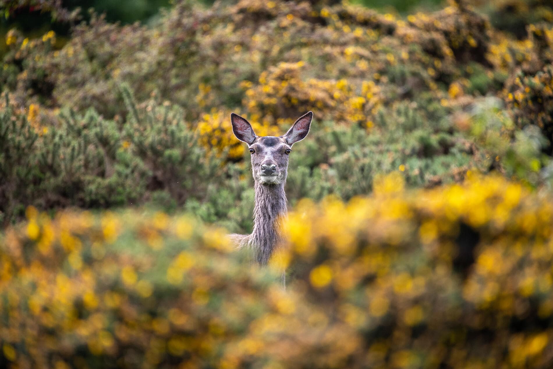 Celtic Secrets & Landscapes 