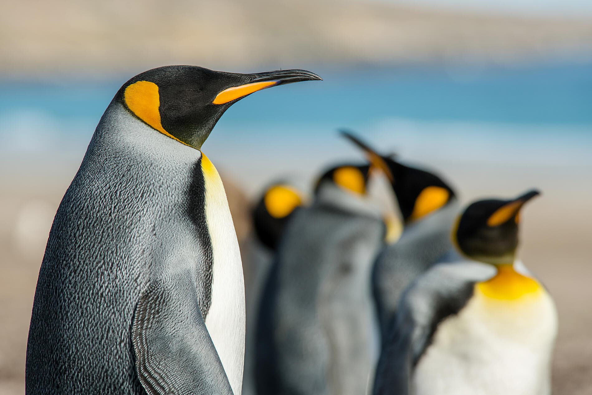 Journey to Austral Lands and Valdes Peninsula 