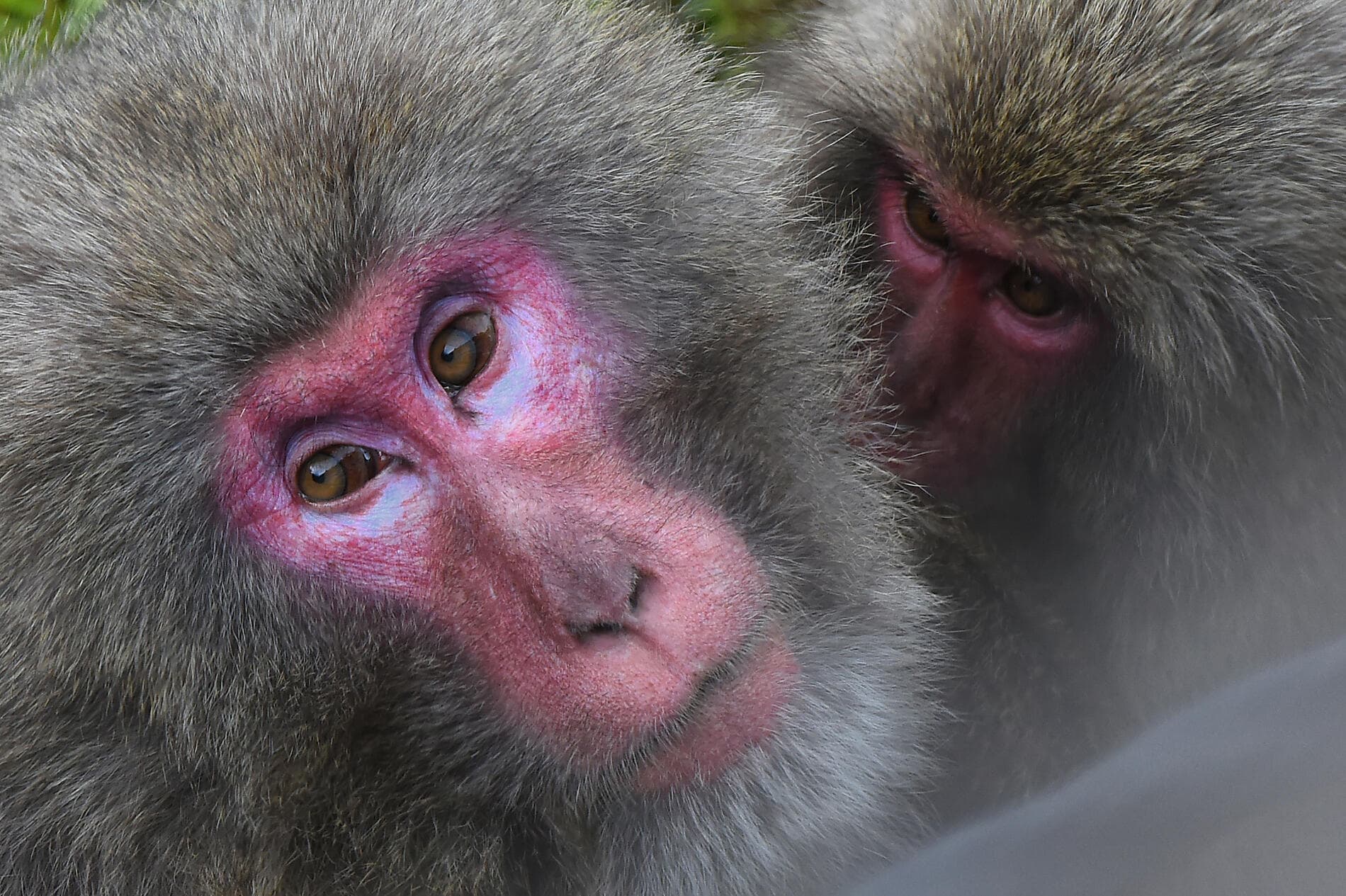 Island Wonders & the Soul of Ancestral Japan