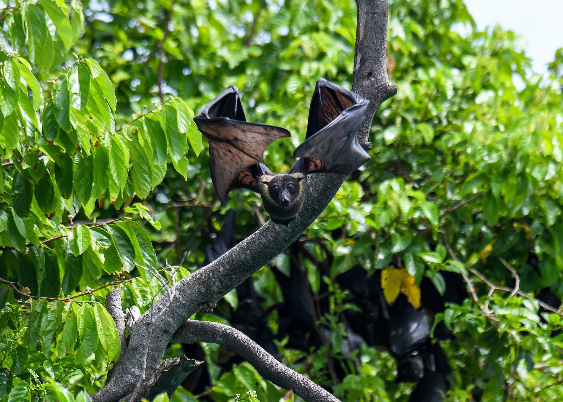 Raja Ampat and the Spice Islands 
