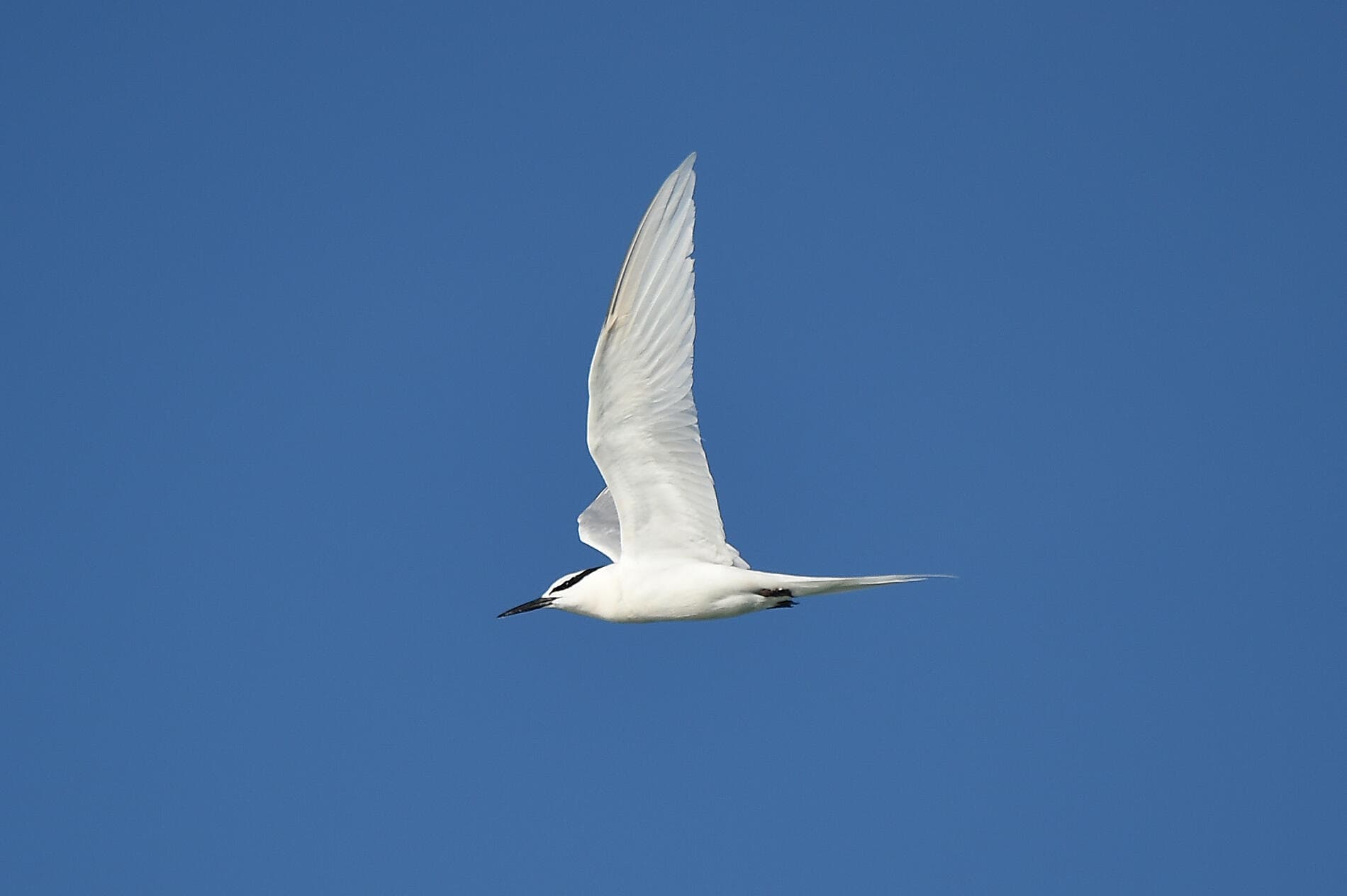 Tropical Odyssey between North East Australia and Indonesia