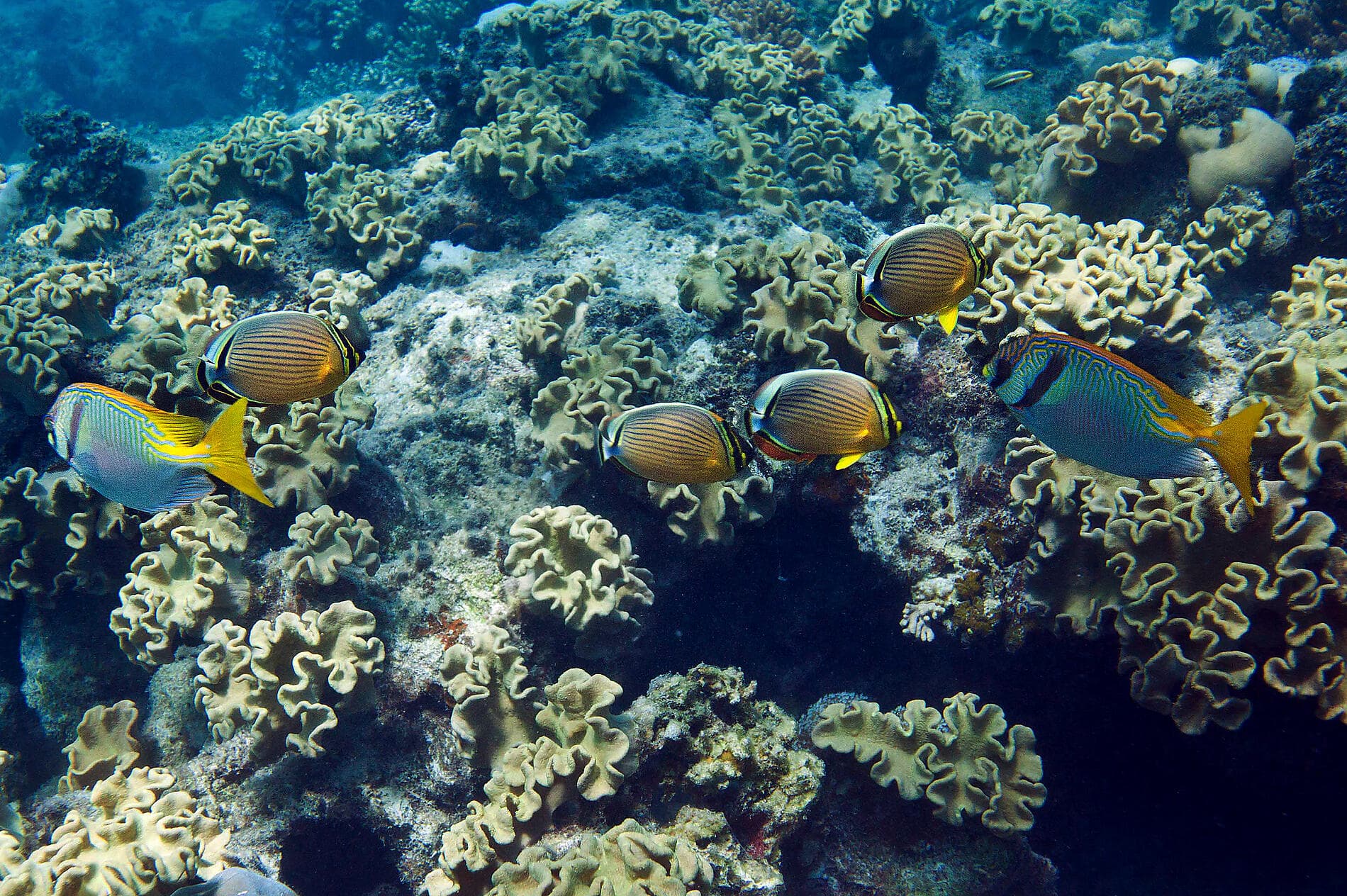 Tropical Odyssey between North East Australia and Indonesia