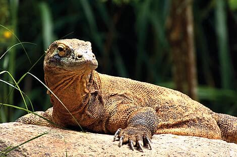 25 Mar 27 - Komodo National Park