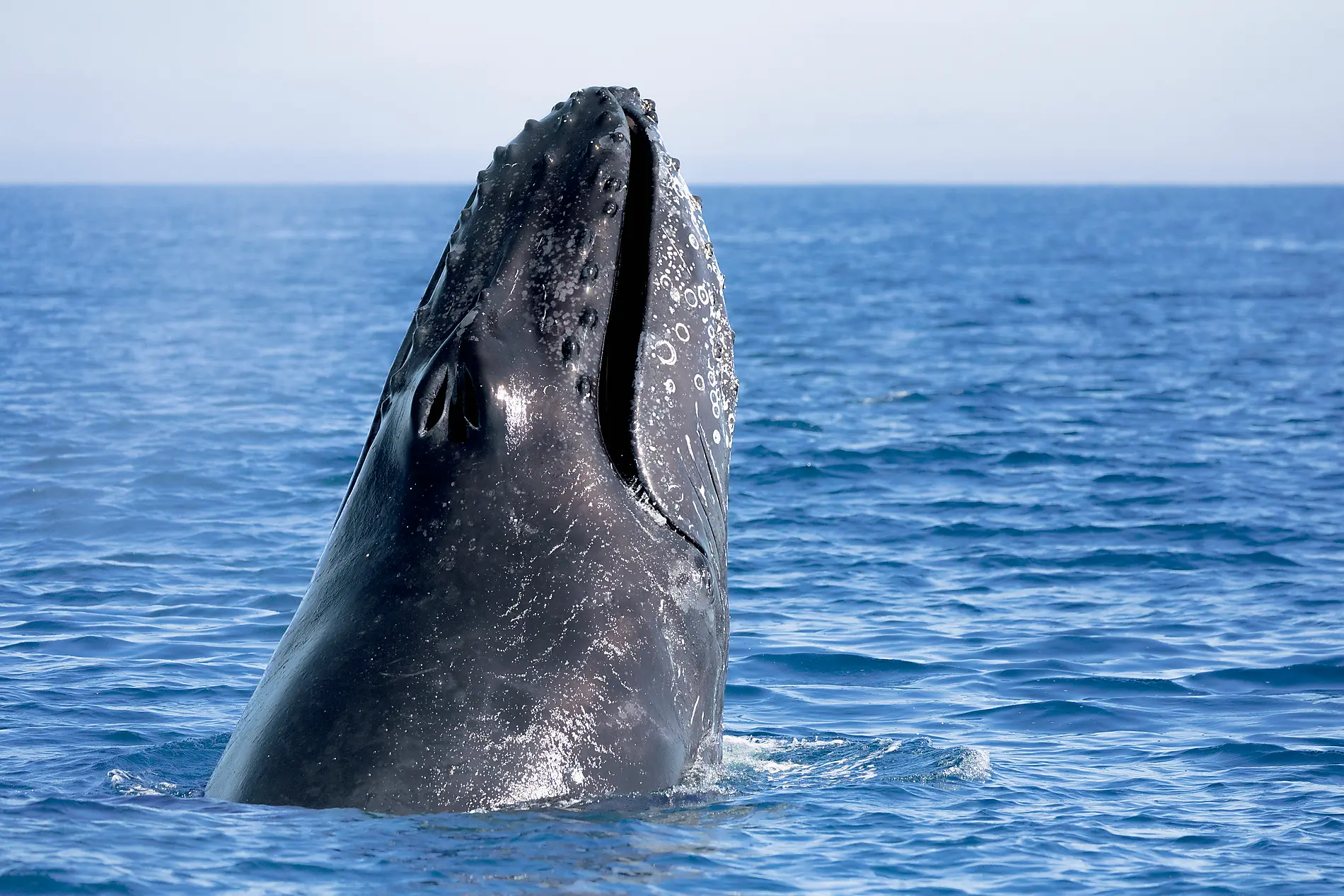 Exploration in the Heart of Baja California 