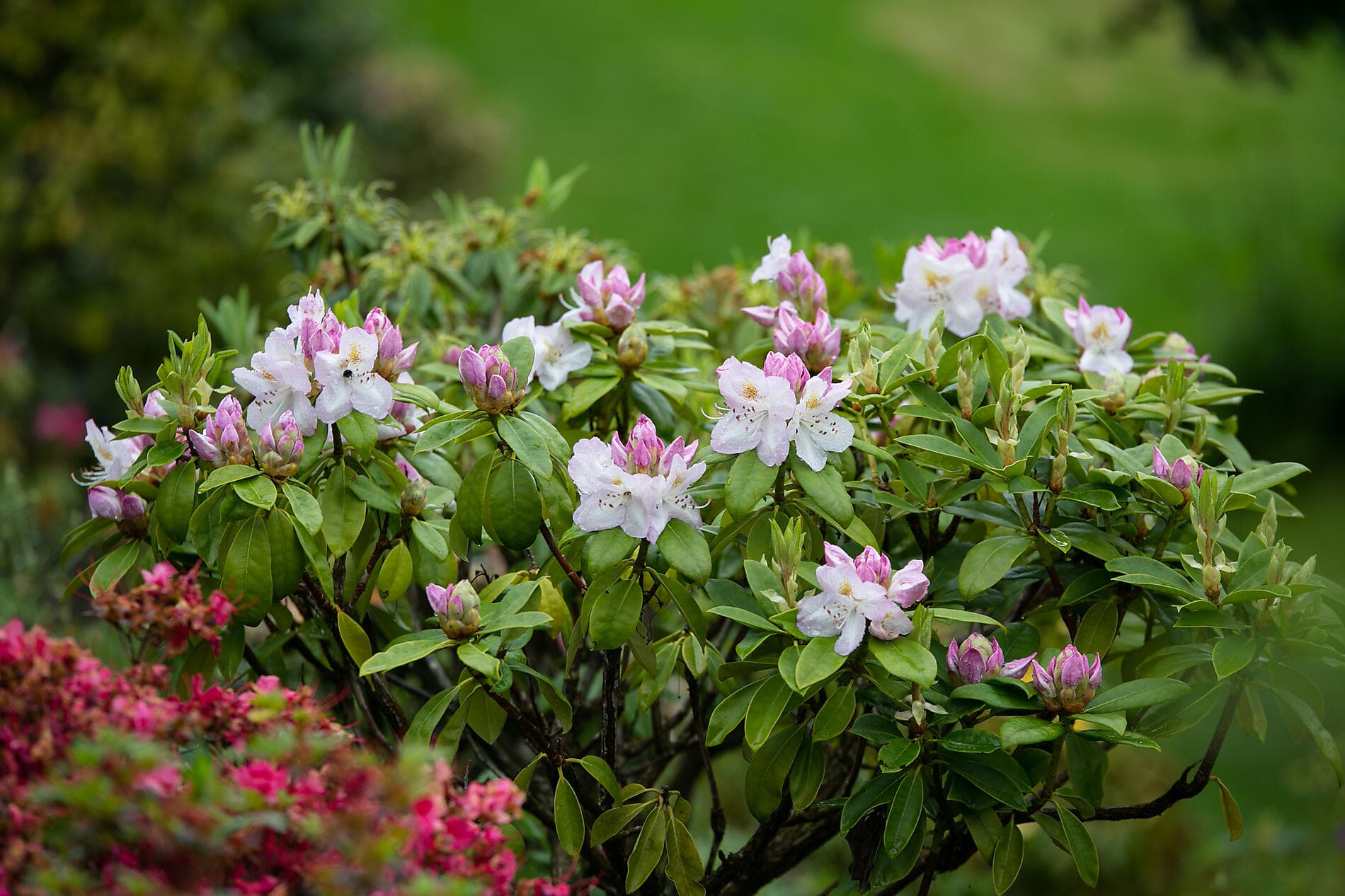 Circumnavigation of the Emerald Isle 