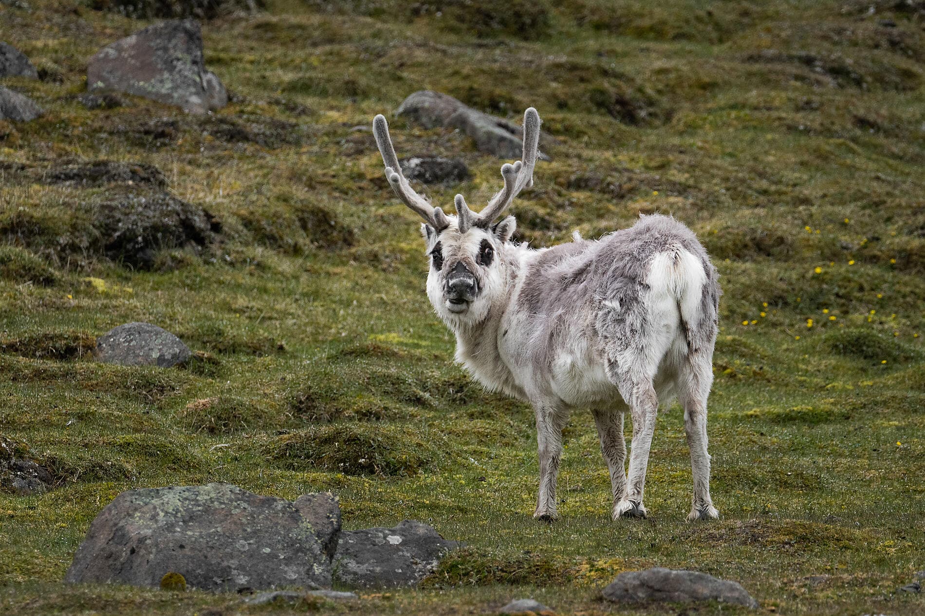 In the ice of the Arctic, from Svalbard to Greenland  
