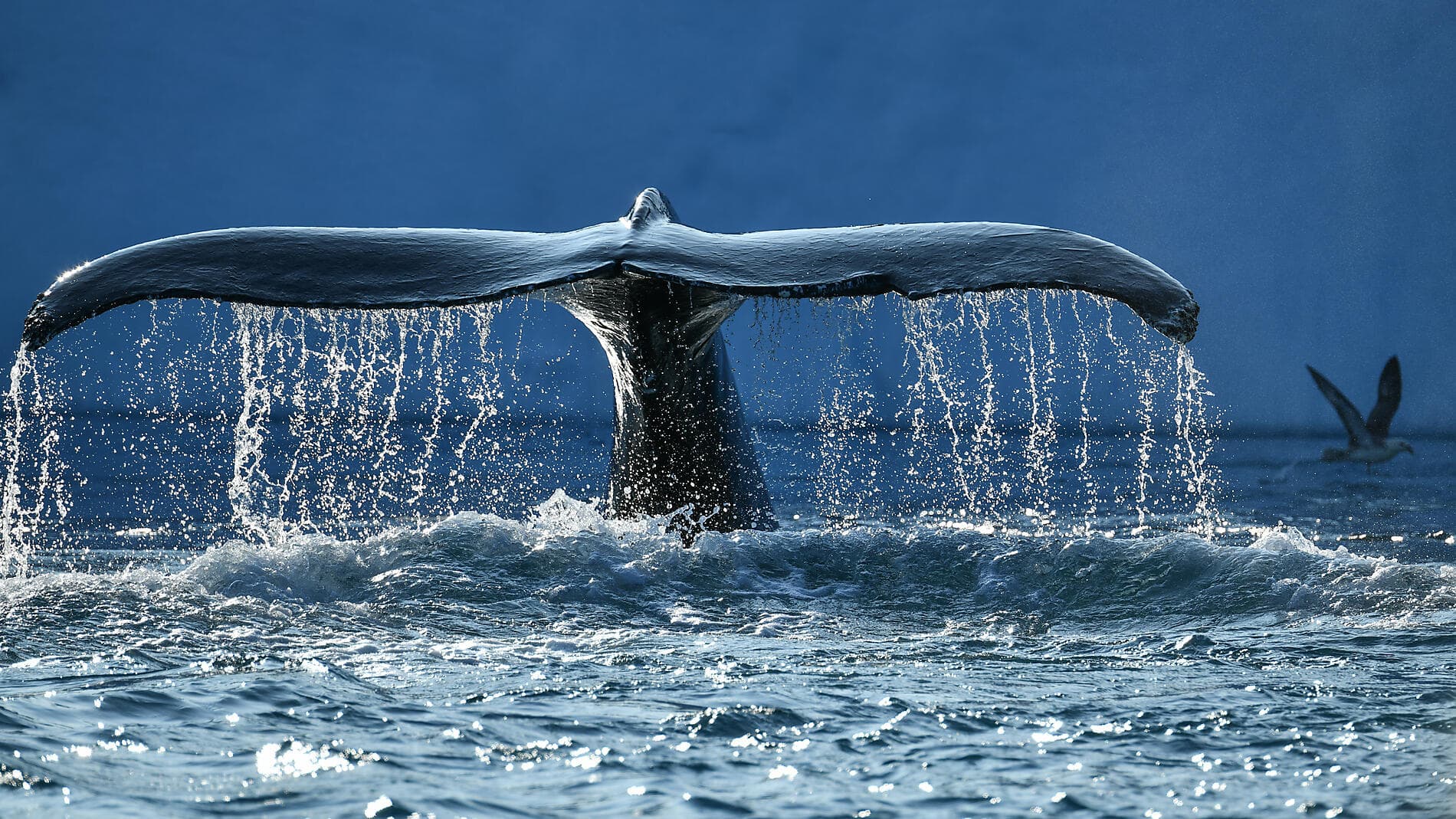 Expedition to the Thule Region