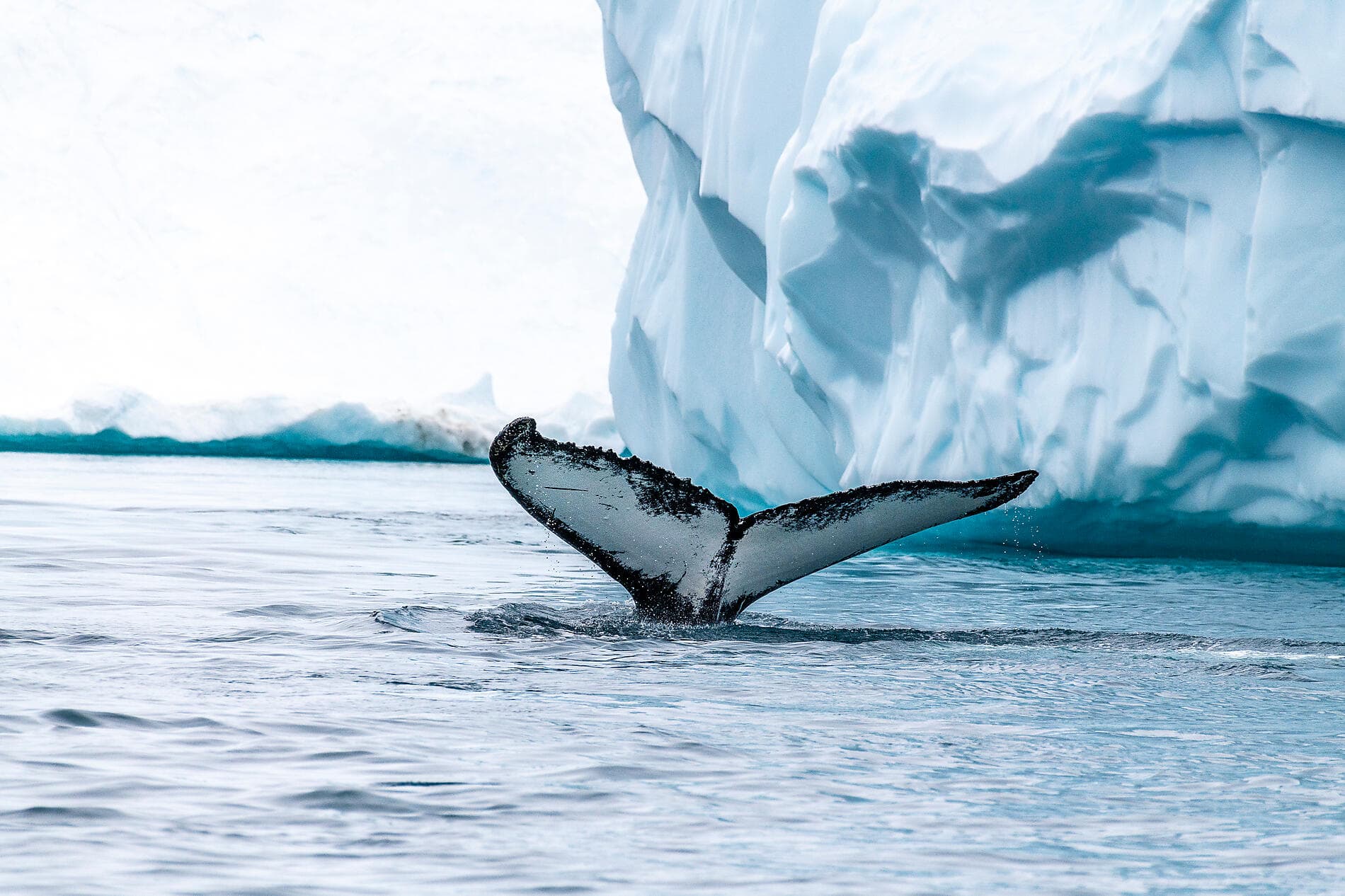 Arctic Spring: A Journey Through Ice and Inuit Culture 