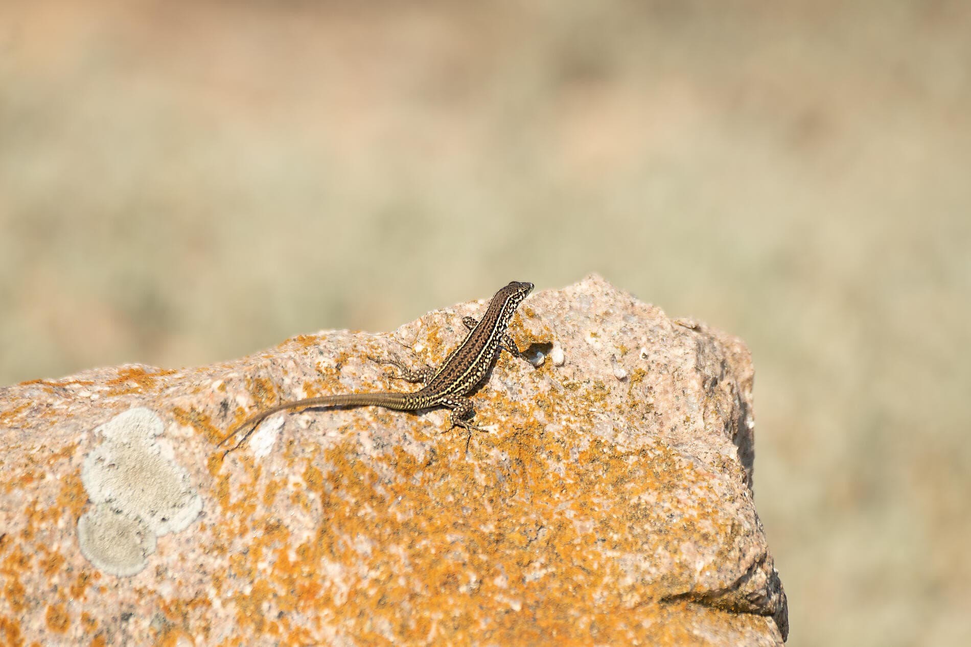 Corsican shores, under Sail Aboard Le Ponant 