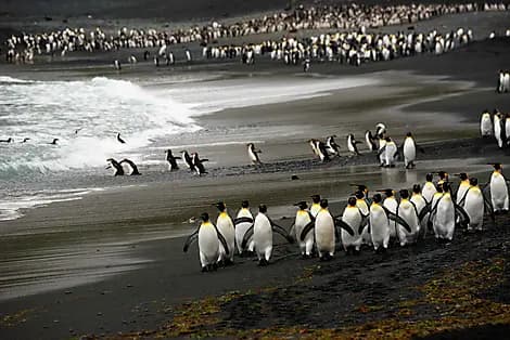 12 Feb 26 - Macquarie Island