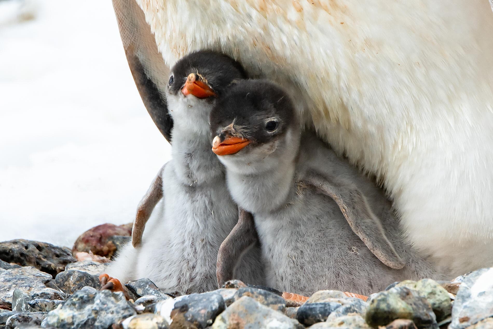 Emblematic Antarctica