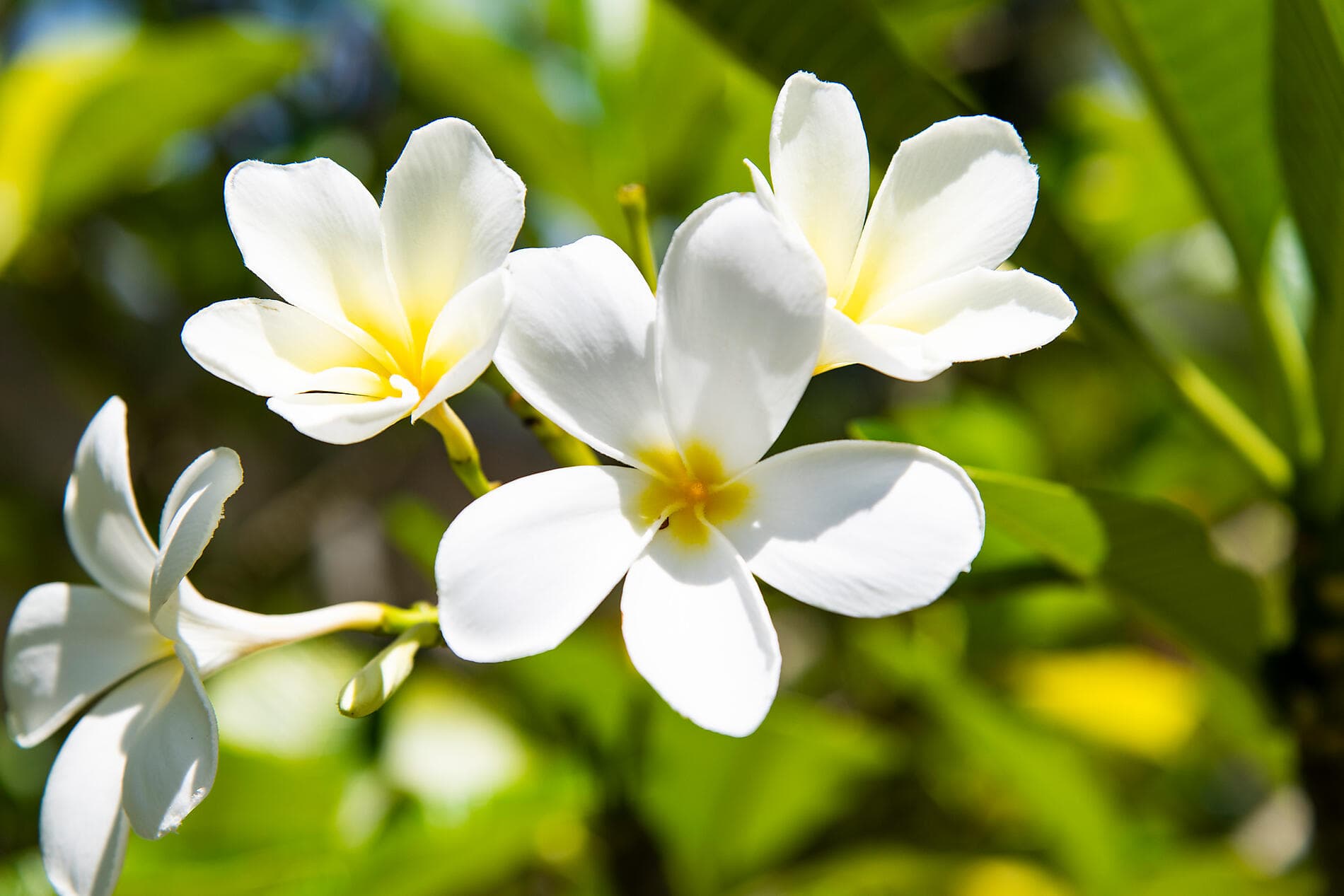 Tahiti and the Society Islands