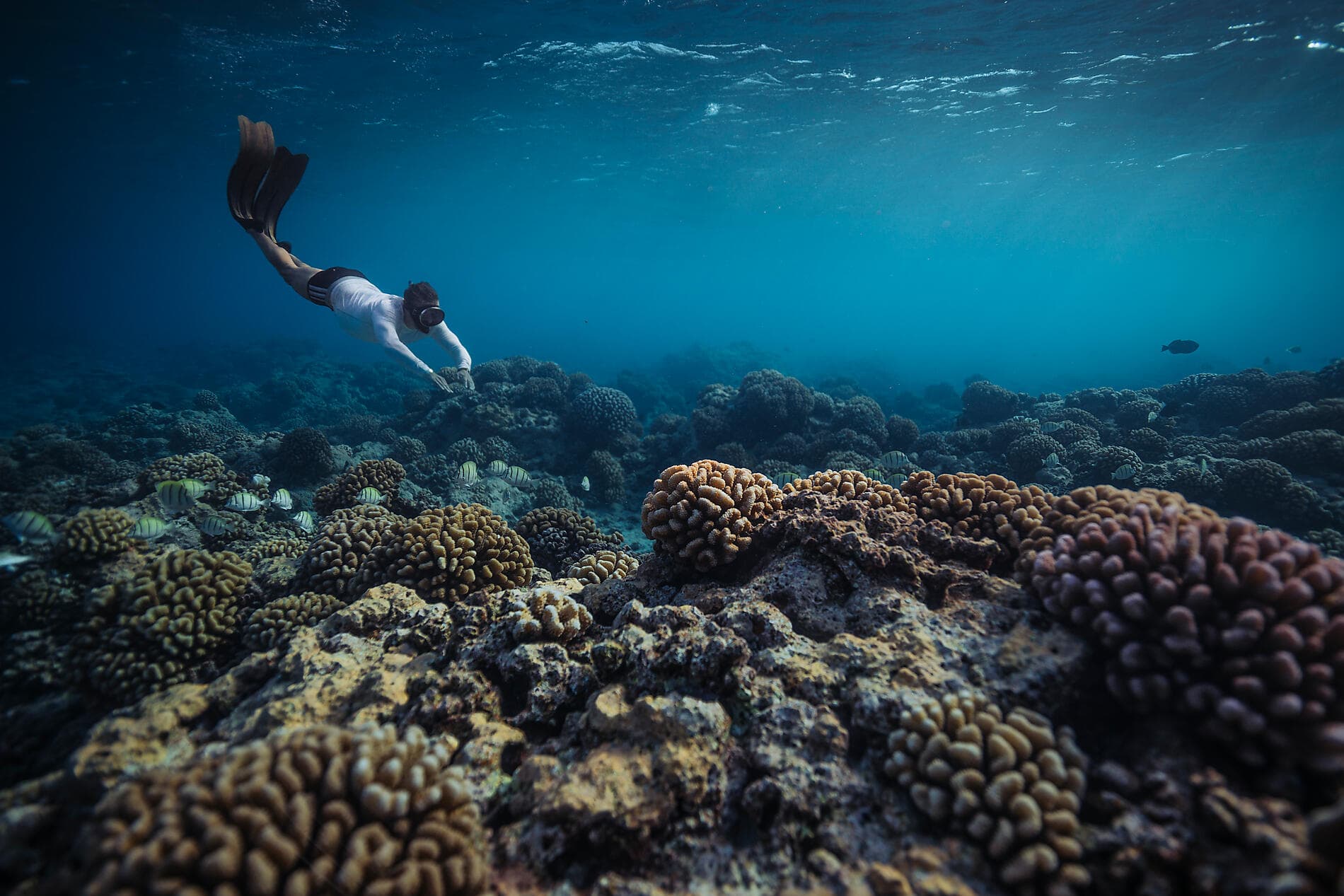 Society Islands & The Tuamotus 