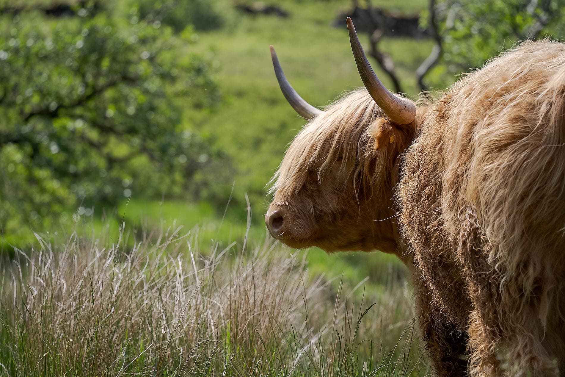 Hebrides and Highlands, lands of legends 