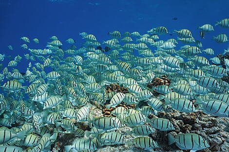 27 Dec 26 - Rangiroa, Tuamotu Islands