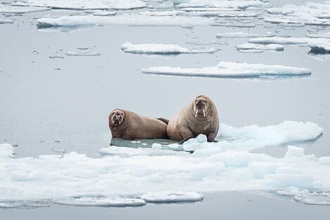 24 Apr 27 - Exploring the Northern polynya