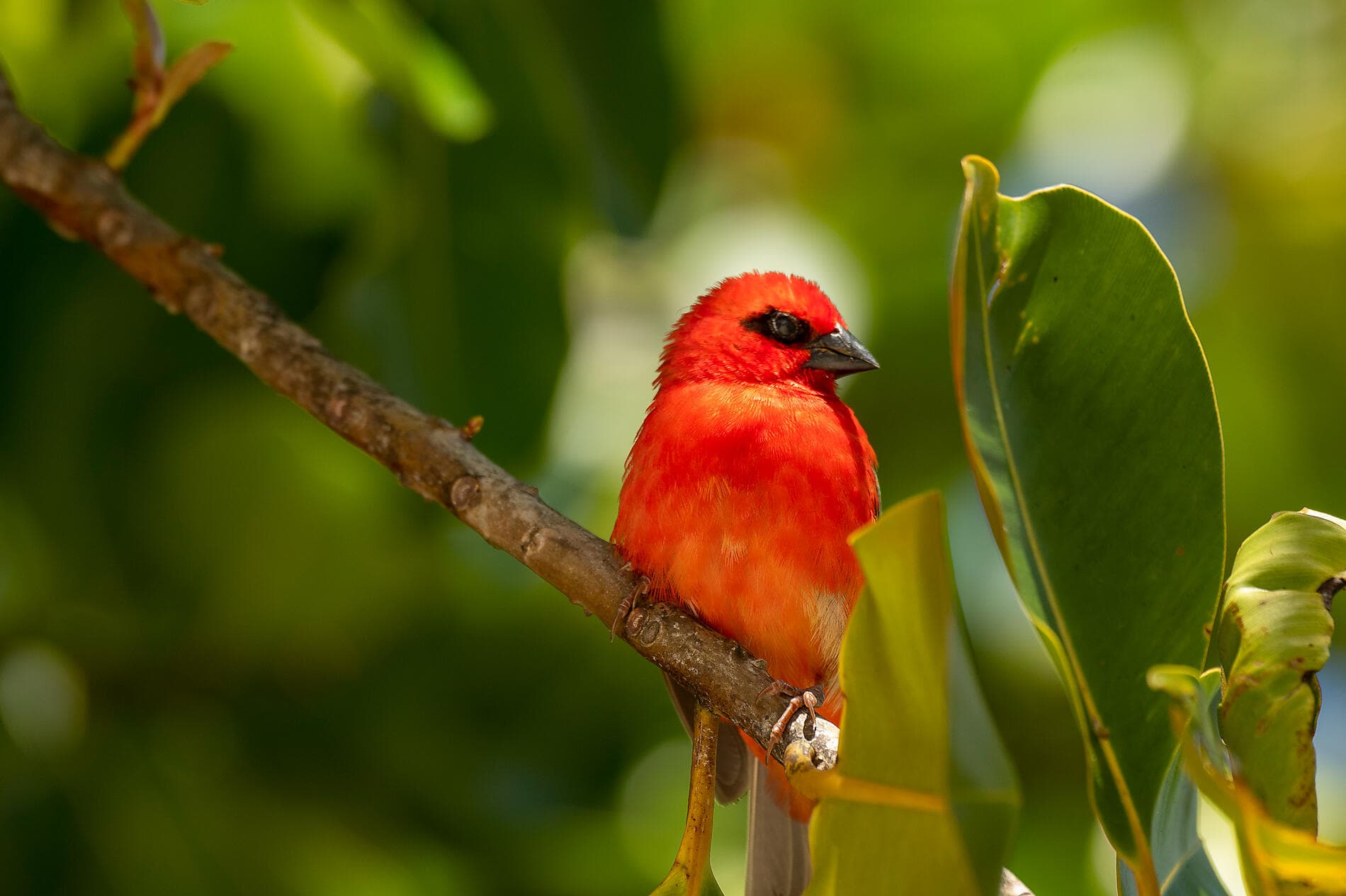 The essential Seychelles