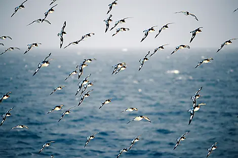 28 Nov 26 > 29 Nov 26 - Crossing the Drake Passage