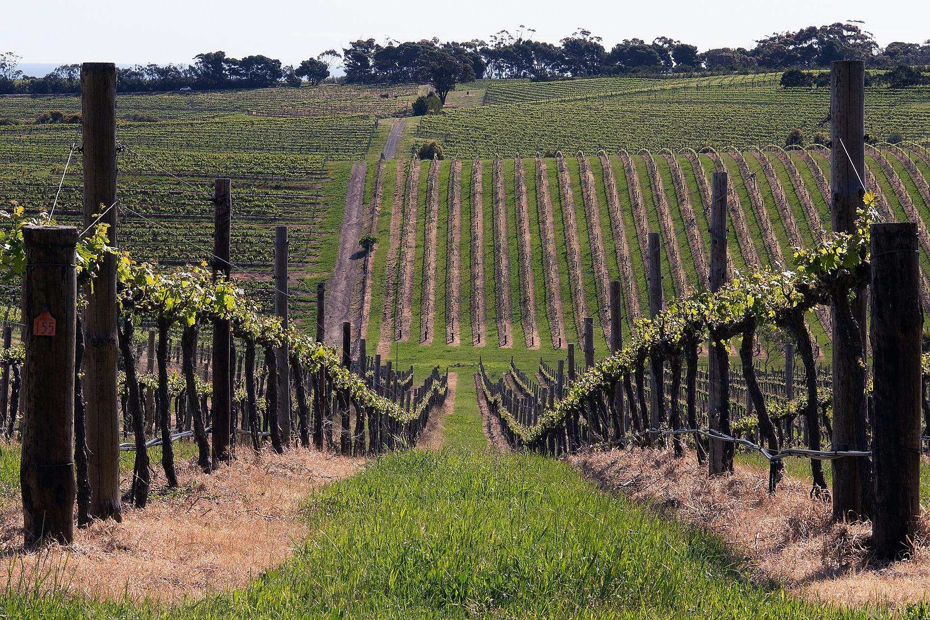 mclaren-vale-victor-harbour-587136_1920-pixabay.jpg