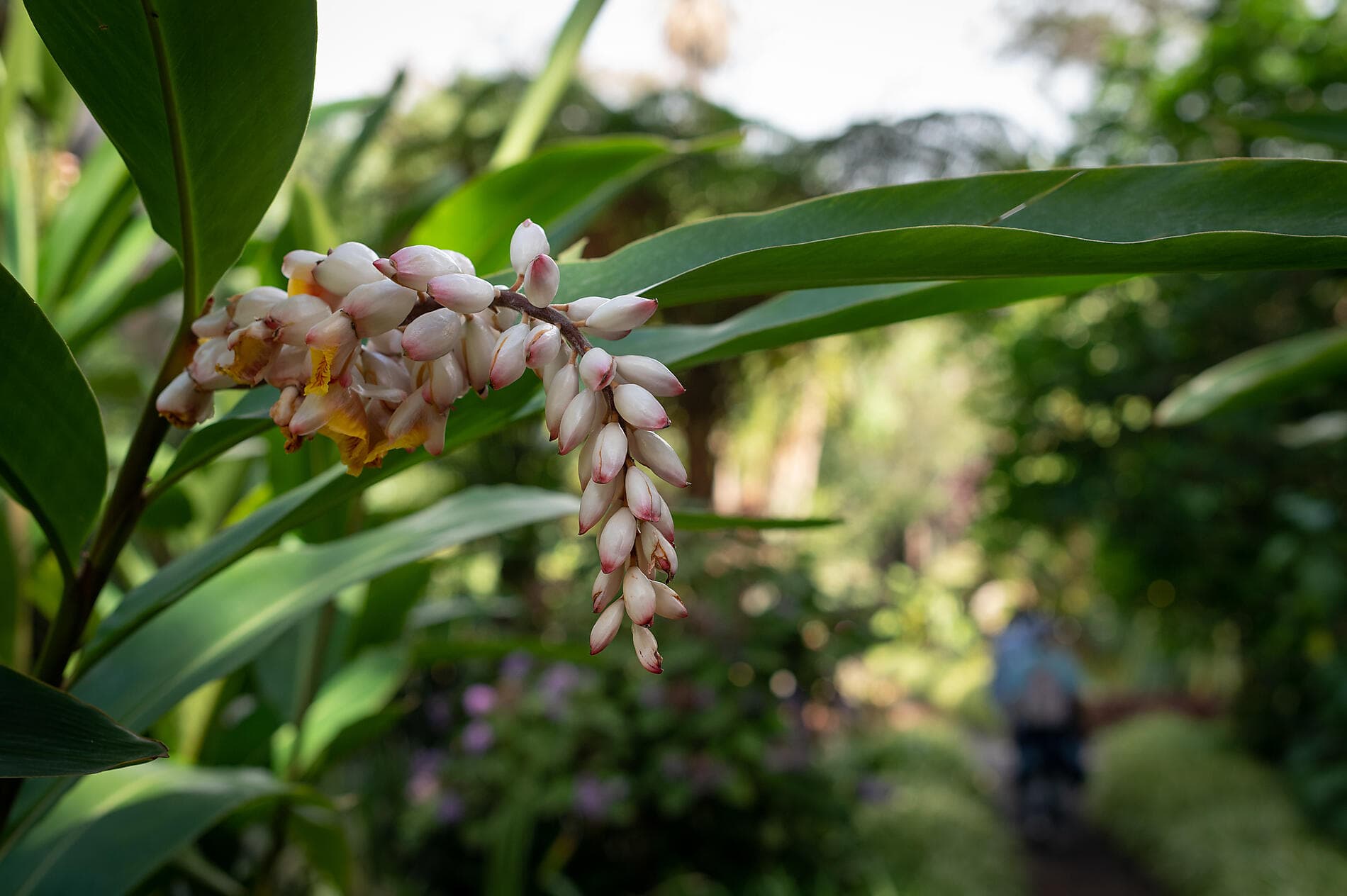 Atlantic odyssey from the Canary Islands to the shores of Morocco
