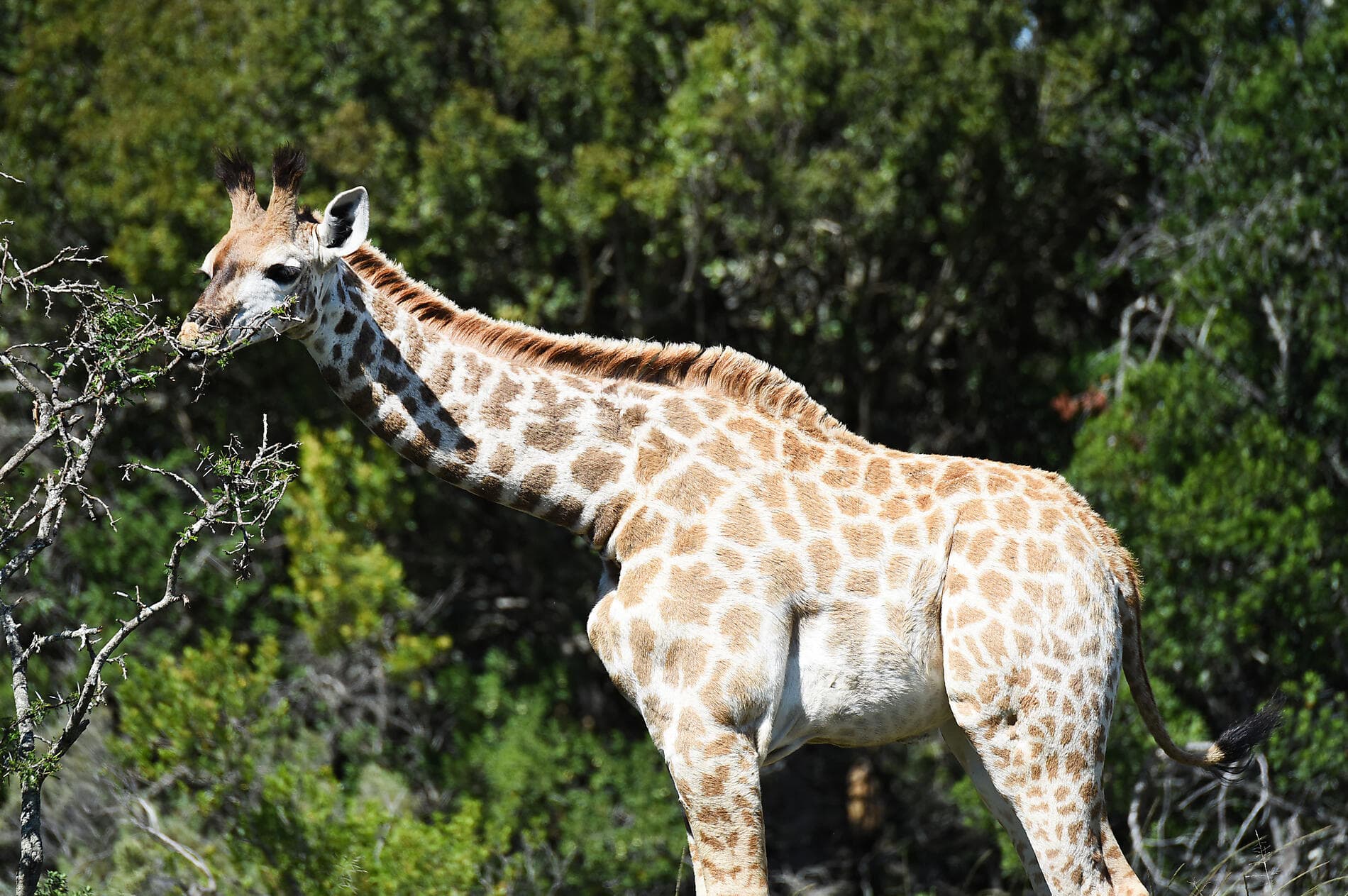 South Africa and Namibia by Sea: Around the Cape of Good Hope - with Smithsonian Journeys