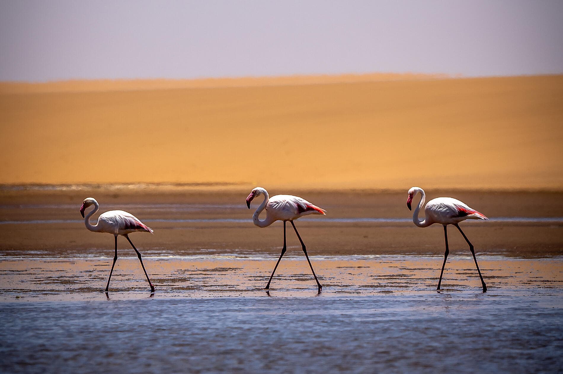 South Africa and Namibia by Sea: Around the Cape of Good Hope - with Smithsonian Journeys