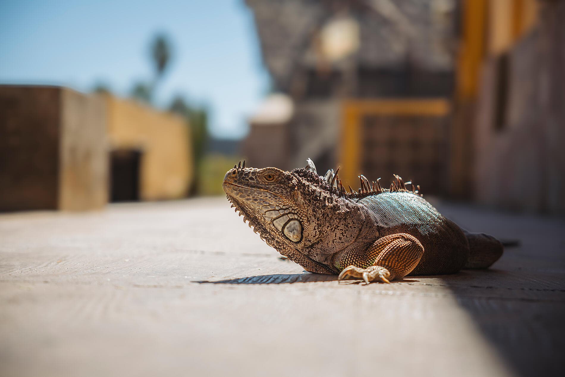 Exploration in the Heart of Baja California