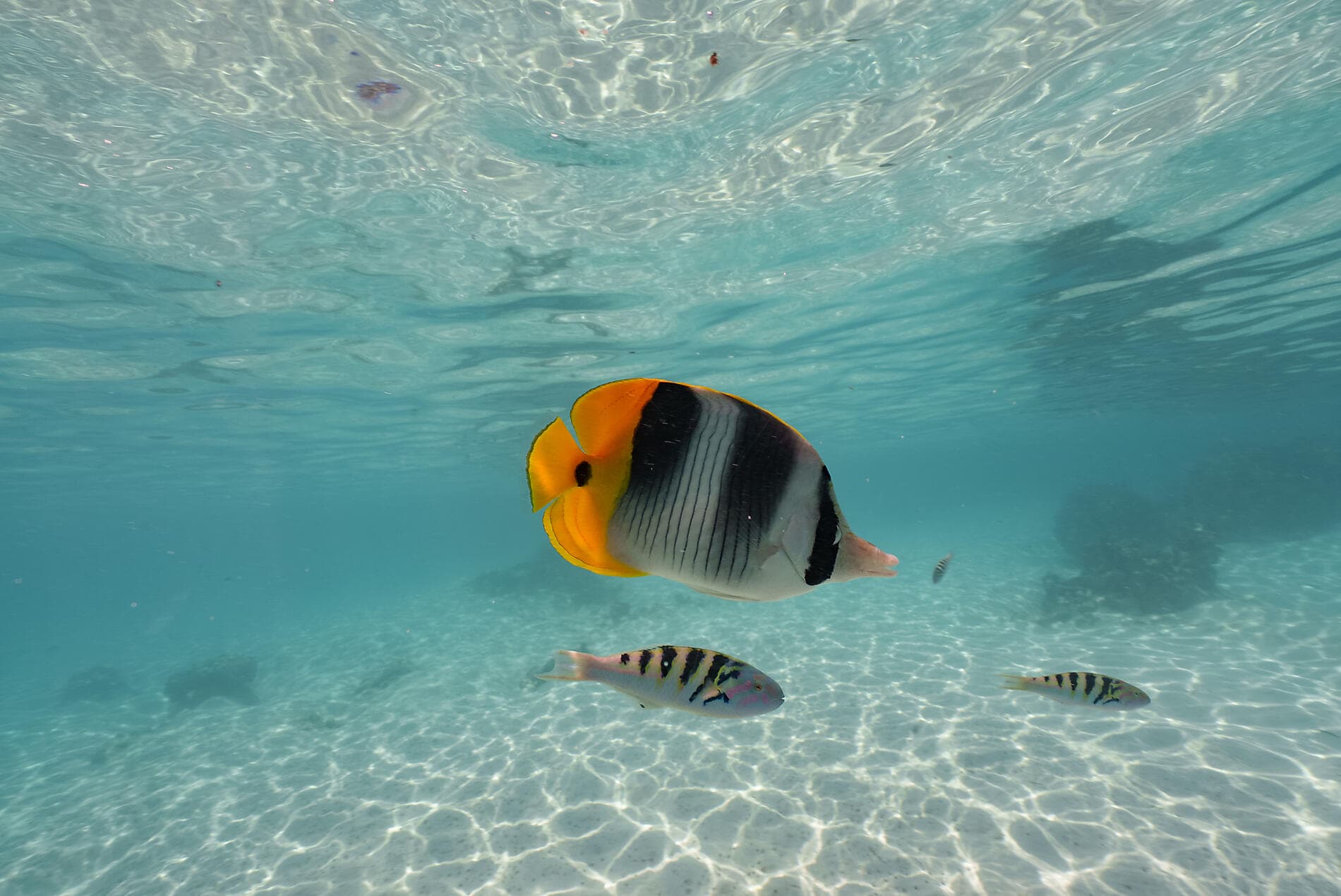 From Confidential French Polynesia to Pitcairn Island