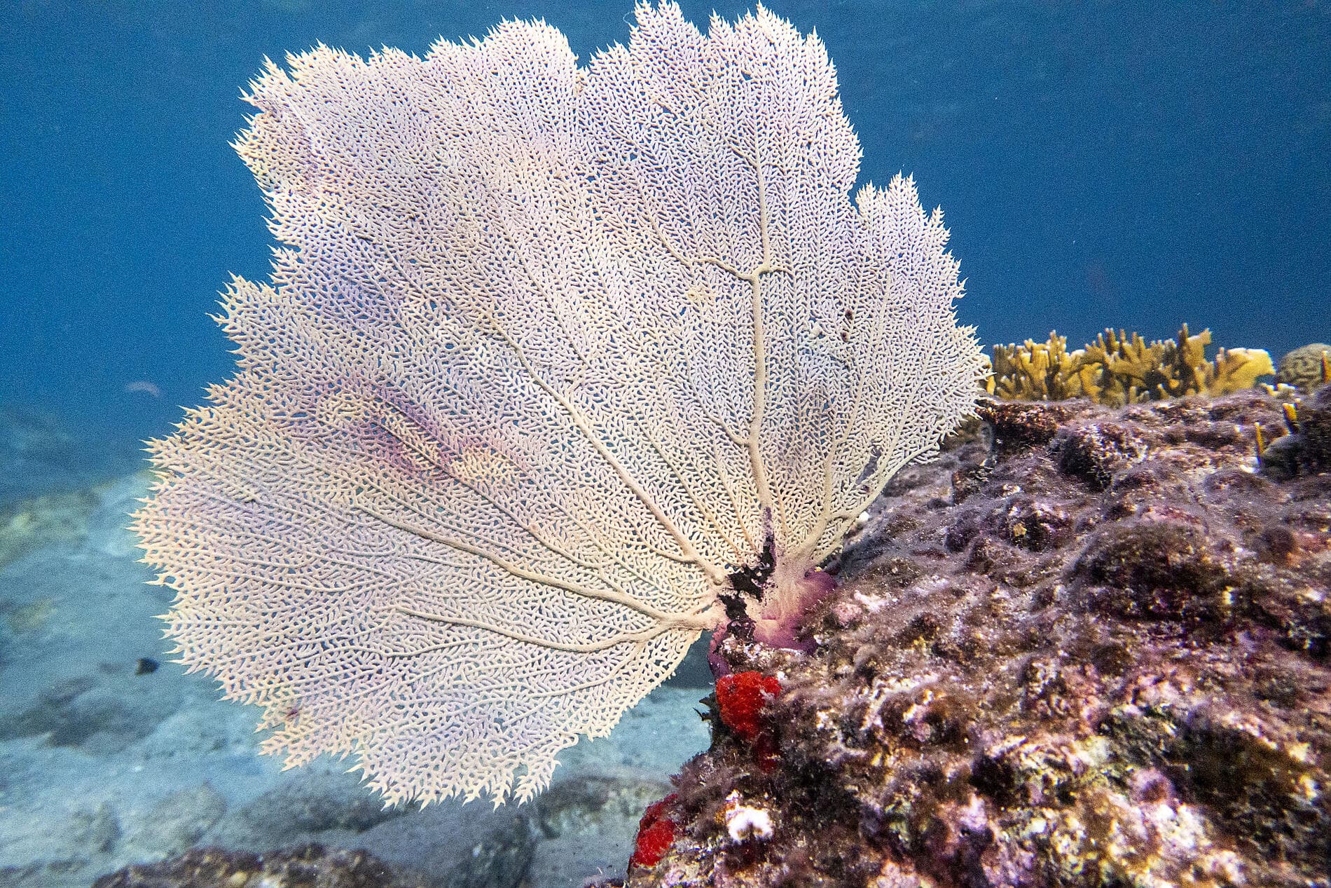 Secret treasures of the Lesser Antilles